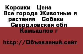 Корсики › Цена ­ 15 000 - Все города Животные и растения » Собаки   . Свердловская обл.,Камышлов г.